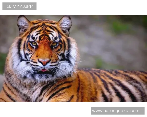 巴林虎与华南虎的生存之争探秘与保护现状分析